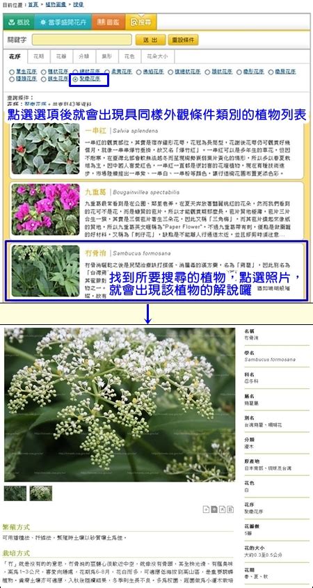 免費植物|探索花花世界～超好用的免費線上植物圖鑑～ (農業兒。